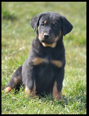 De La Terre Des Lions - Chiots de 6 semaines