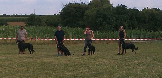 De La Terre Des Lions - Nationale du Beauceron au Luxembourg