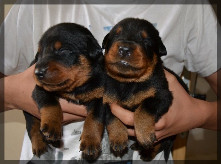 Chiot Berger de Beauce De La Terre Des Lions