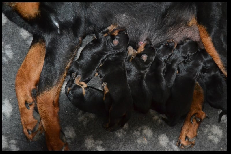 Chiot Berger de Beauce De La Terre Des Lions