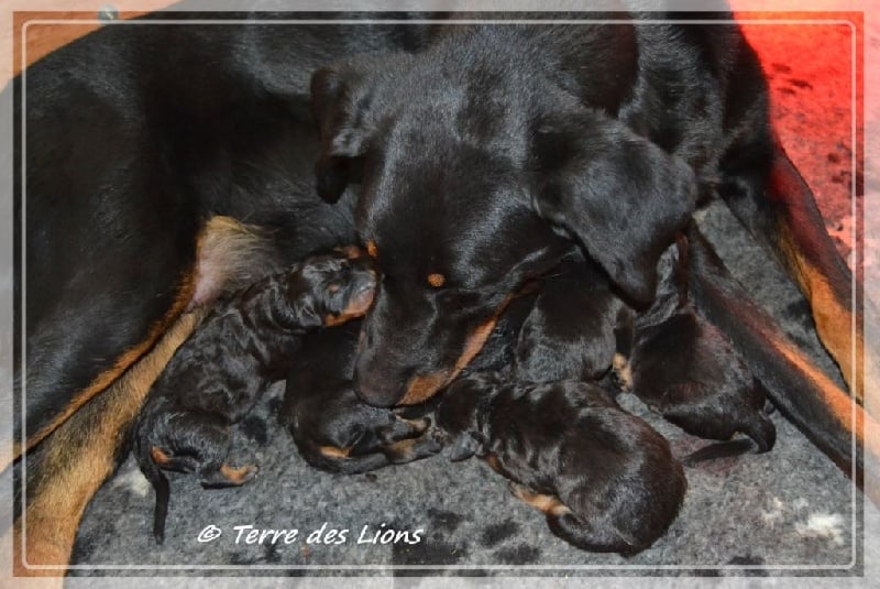 Chiot Berger de Beauce De La Terre Des Lions