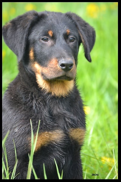 Chiot Berger de Beauce De La Terre Des Lions