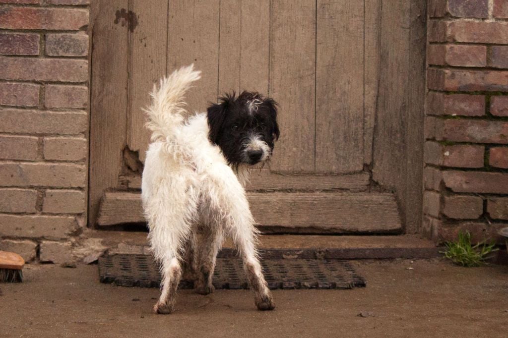 The Magnificent Fox Hunter - Chiots disponibles - Parson Russell Terrier