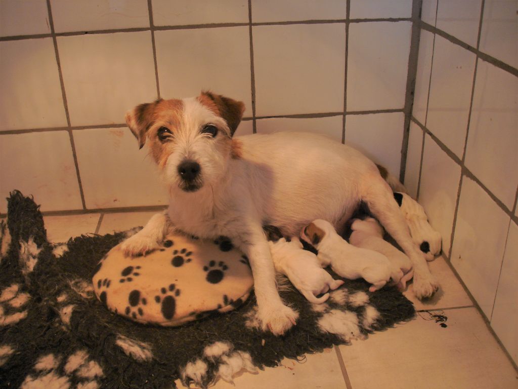 The Magnificent Fox Hunter - Jack Russell Terrier - Portée née le 12/07/2018