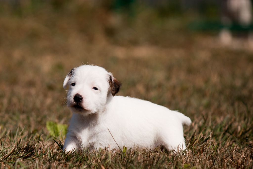 The Magnificent Fox Hunter - Jack Russell Terrier - Portée née le 25/08/2018