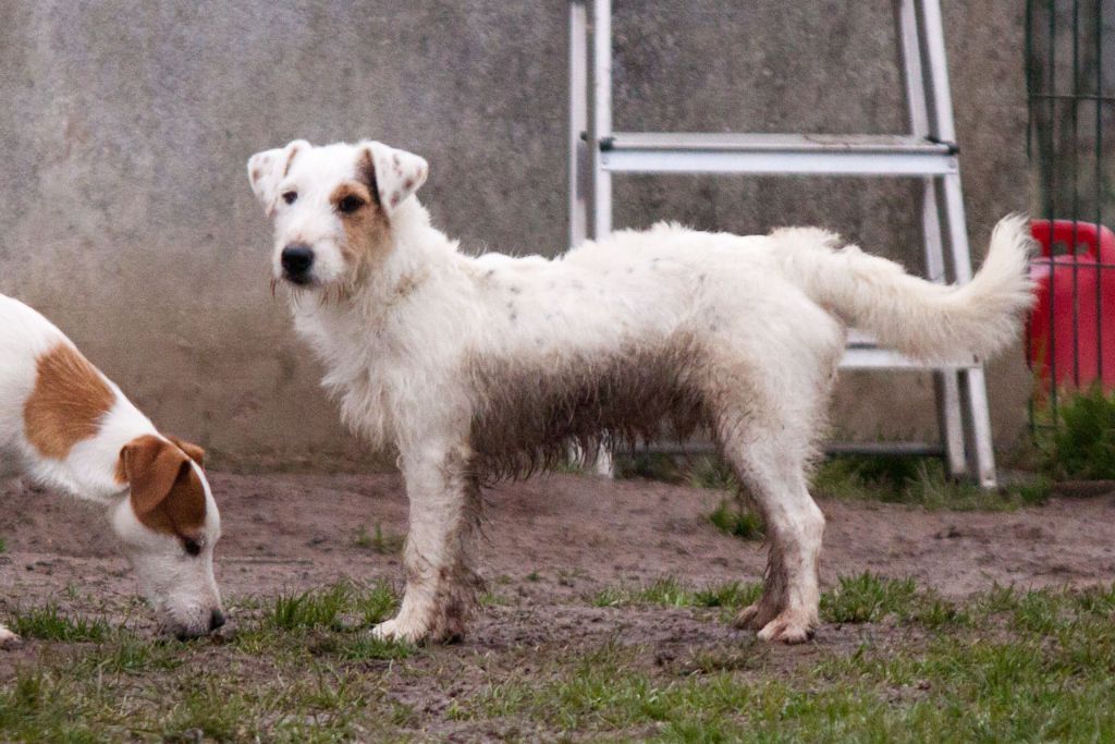 The Magnificent Fox Hunter - Chiots disponibles - Jack Russell Terrier