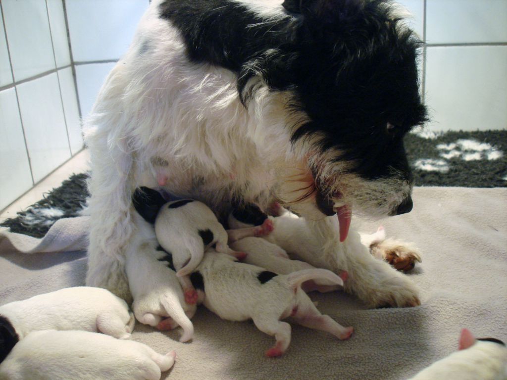 The Magnificent Fox Hunter - Parson Russell Terrier - Portée née le 02/07/2018