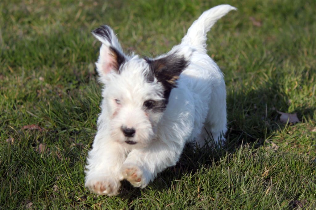 The Magnificent Fox Hunter - Chiots disponibles - Jack Russell Terrier