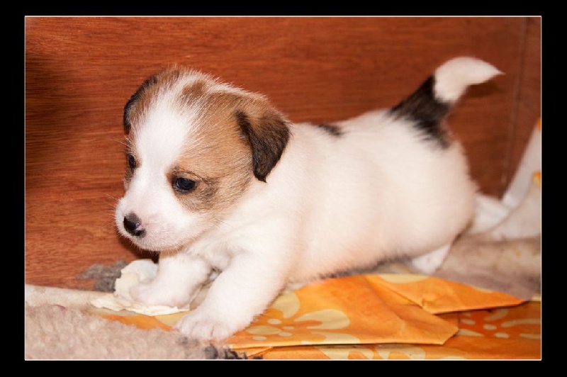 The Magnificent Fox Hunter - Jack Russell Terrier - Portée née le 08/08/2014