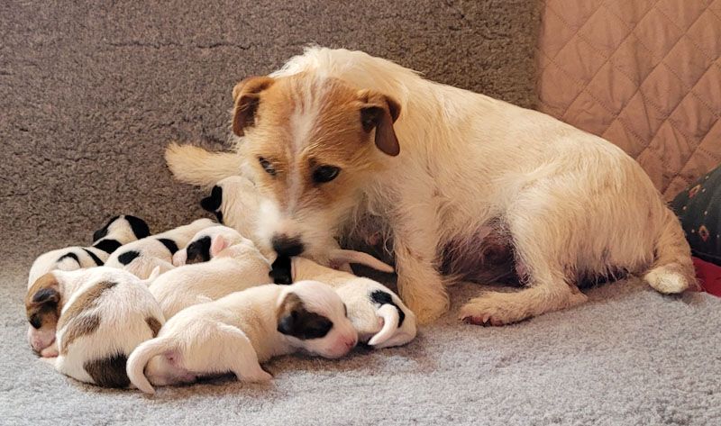 The Magnificent Fox Hunter - Jack Russell Terrier - Portée née le 26/05/2022