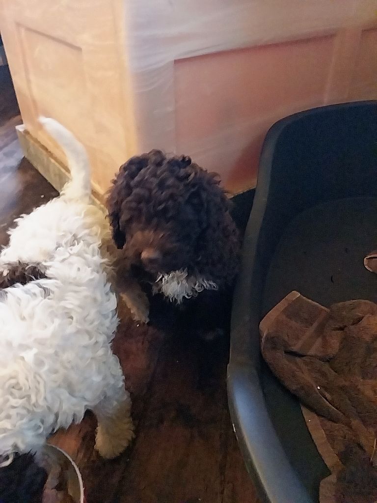 Ad Gloriam - Lagotto Romagnolo - Portée née le 02/09/2024