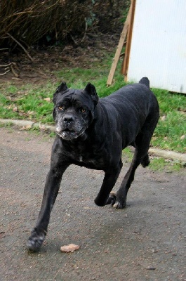 chiots de Upso disponibles