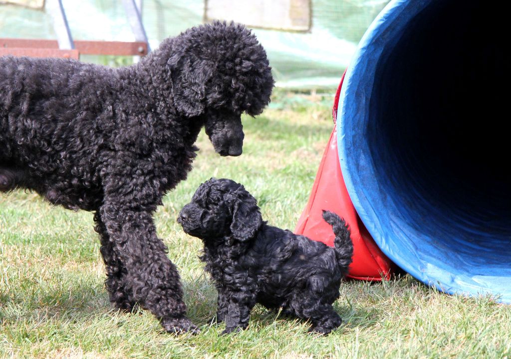 Des Landes De Gwen Ha Du - chiots caniches noirs nains et moyens