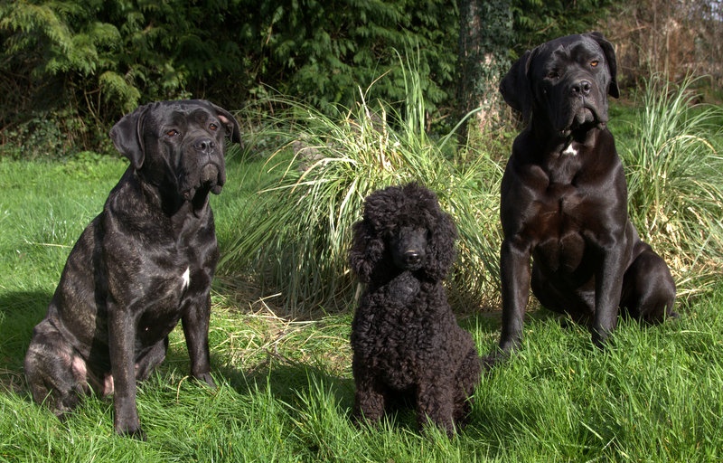 Chiot Caniche Des Landes De Gwen Ha Du