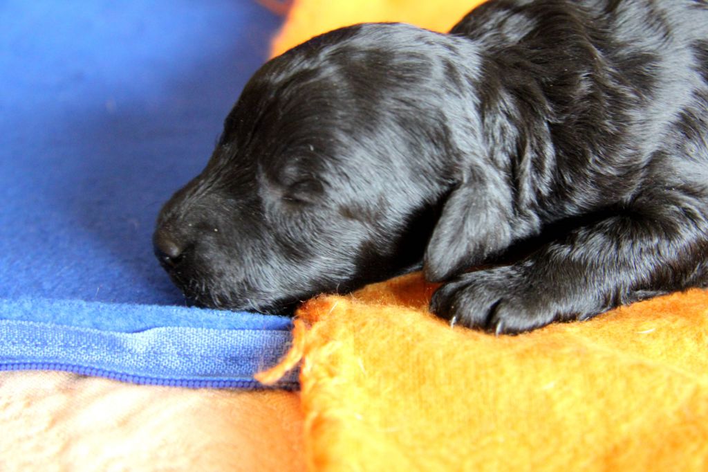 Des Landes De Gwen Ha Du - Chiots disponibles - Caniche