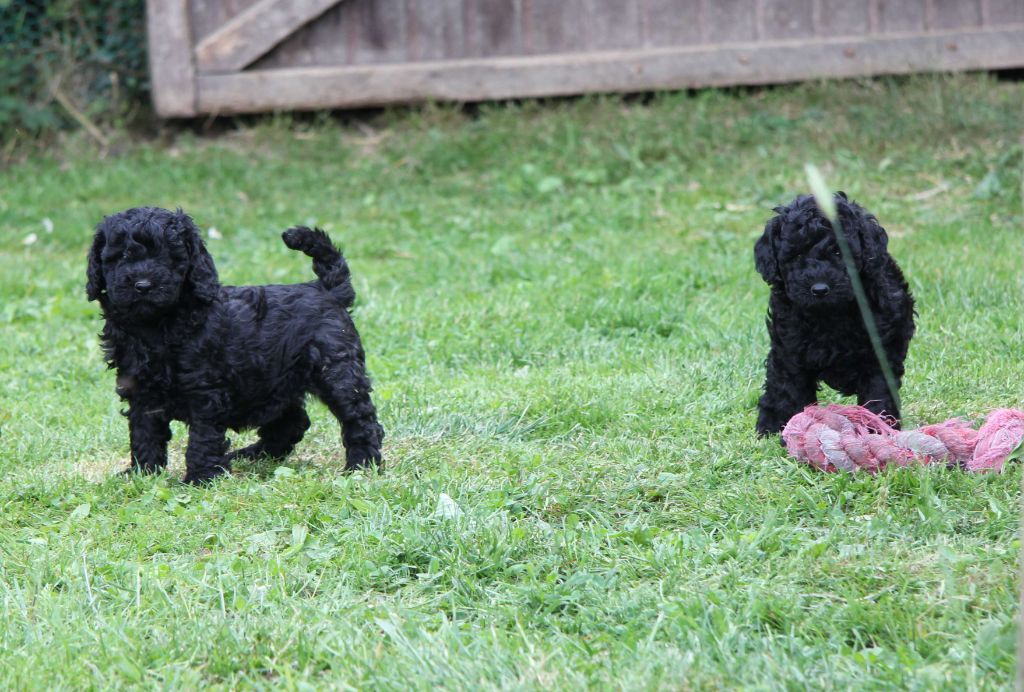 Des Landes De Gwen Ha Du - Caniche - Portée née le 26/04/2022