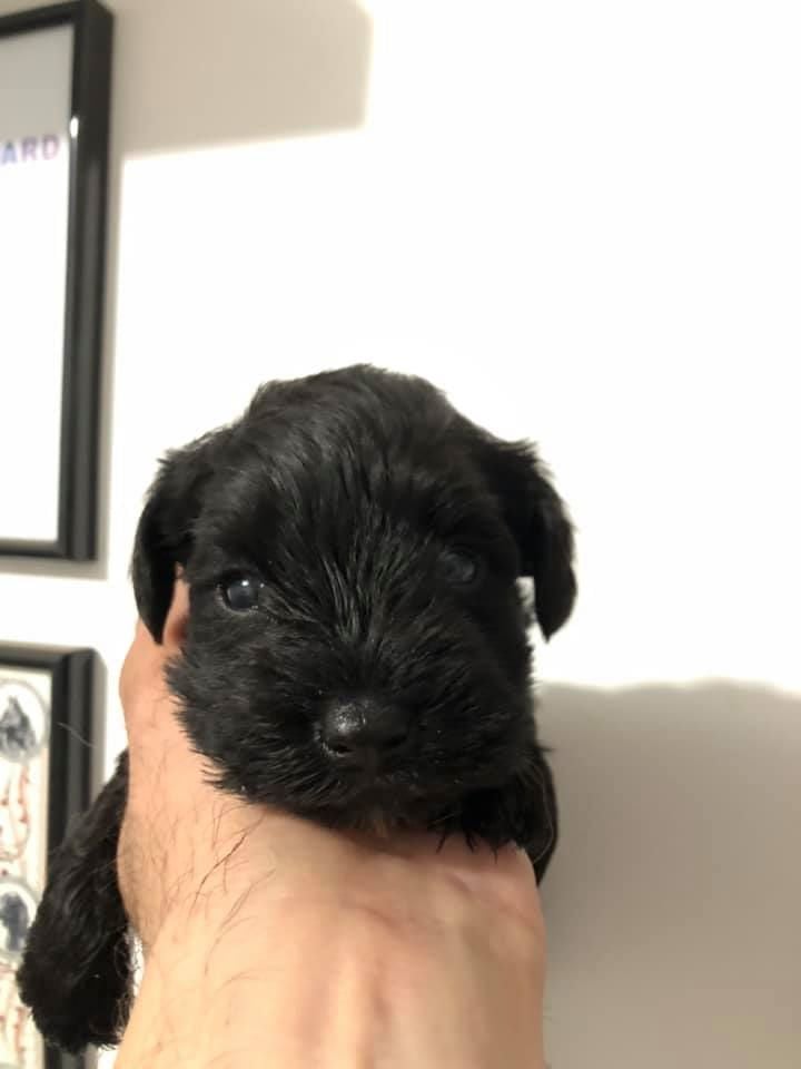 At Future Look - Schnauzer miniature - Portée née le 14/05/2019