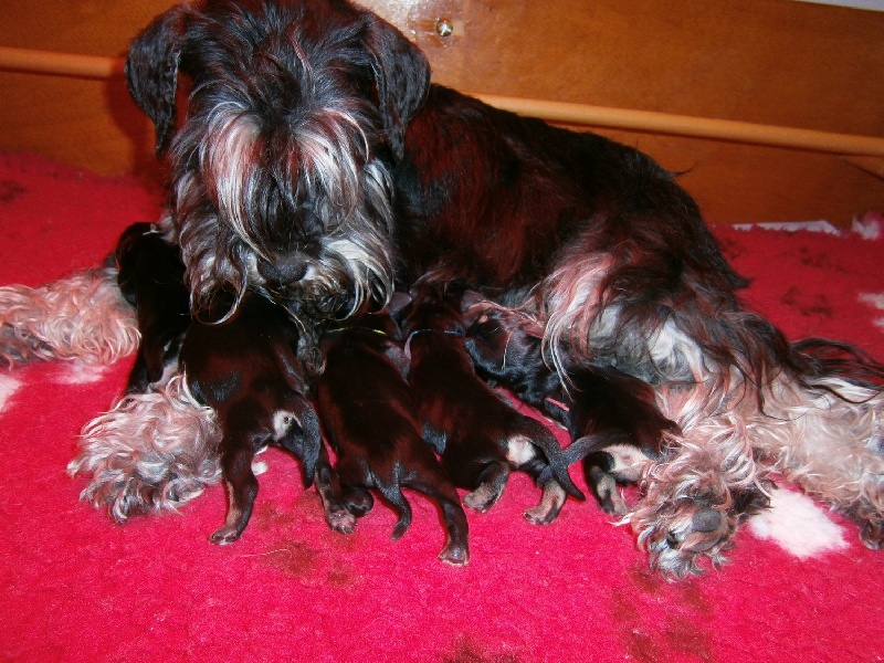 At Future Look - Schnauzer miniature - Portée née le 25/11/2012