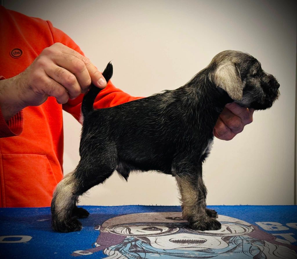 At Future Look - Schnauzer miniature - Portée née le 25/11/2024