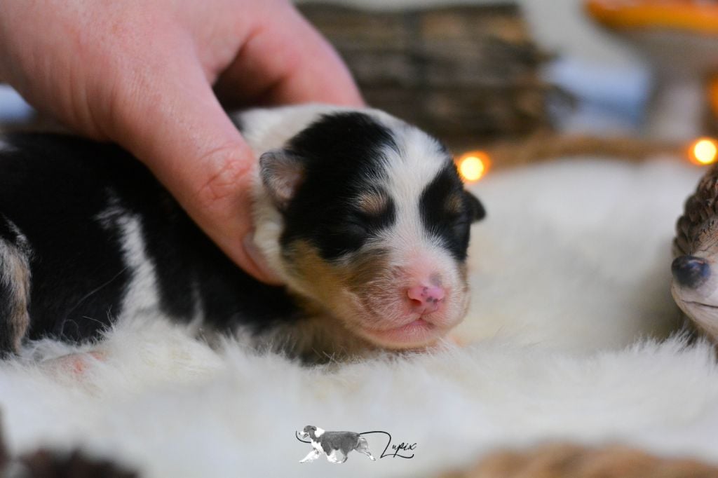 De Xiberoan Txakurrak - Chiots disponibles - Berger Australien