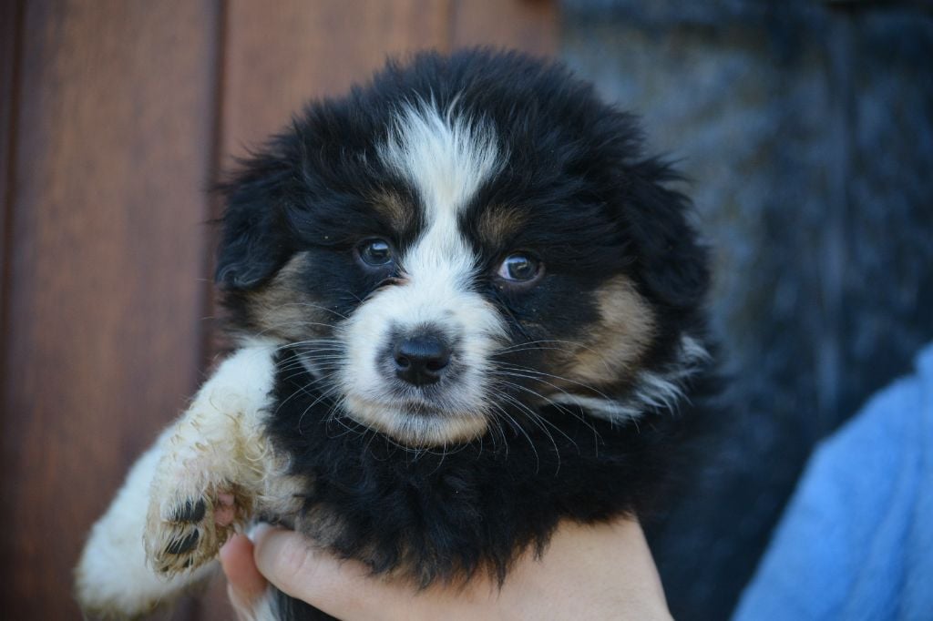 De Xiberoan Txakurrak - Chiots disponibles - Berger Australien