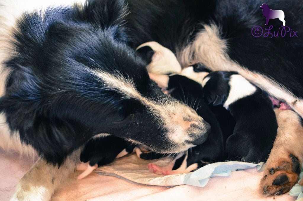 De Xiberoan Txakurrak - Border Collie - Portée née le 09/07/2018