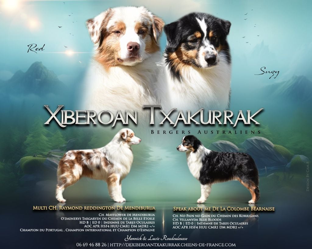 De Xiberoan Txakurrak - Berger Australien - Portée née le 05/05/2024