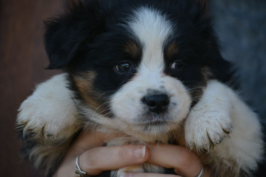 De Xiberoan Txakurrak - Chiots disponibles - Berger Australien