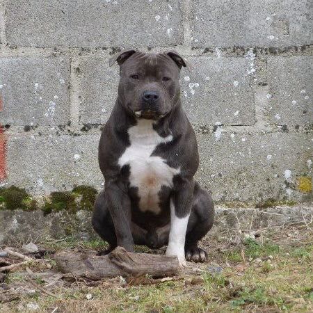 Fin de l'American Staffordshire terrier