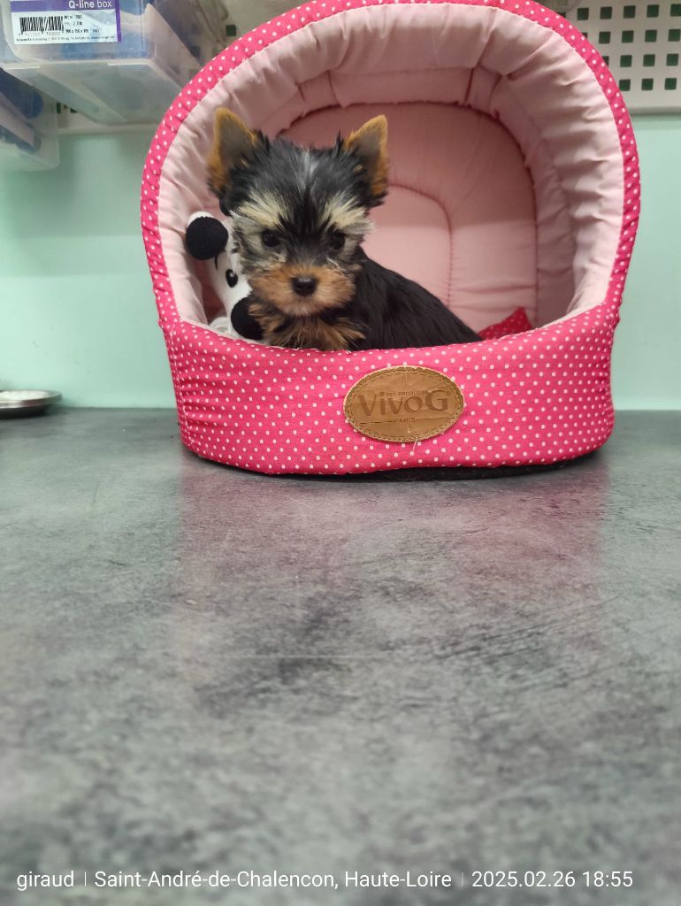 Des P'tits Bouts D'amour - Chiots disponibles - Yorkshire Terrier