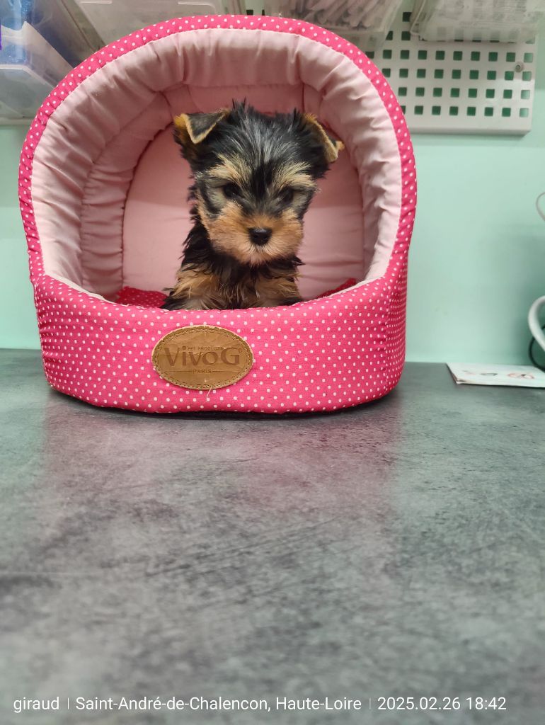 Des P'tits Bouts D'amour - Chiots disponibles - Yorkshire Terrier