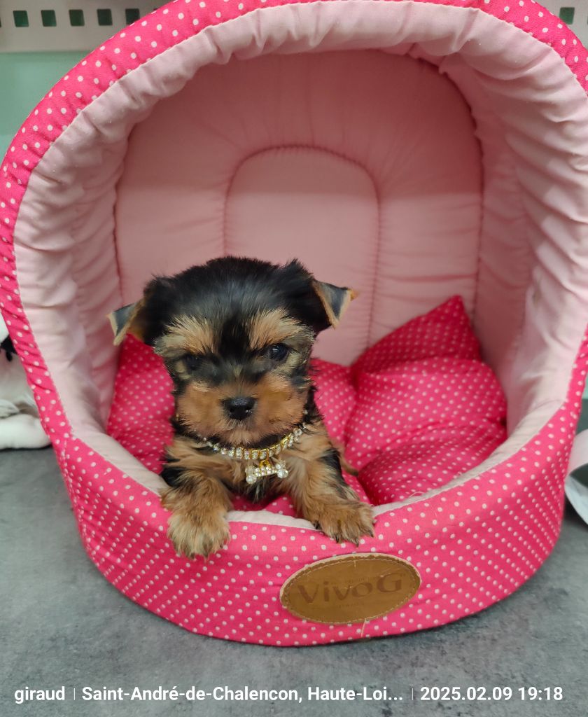 Des P'tits Bouts D'amour - Chiots disponibles - Yorkshire Terrier