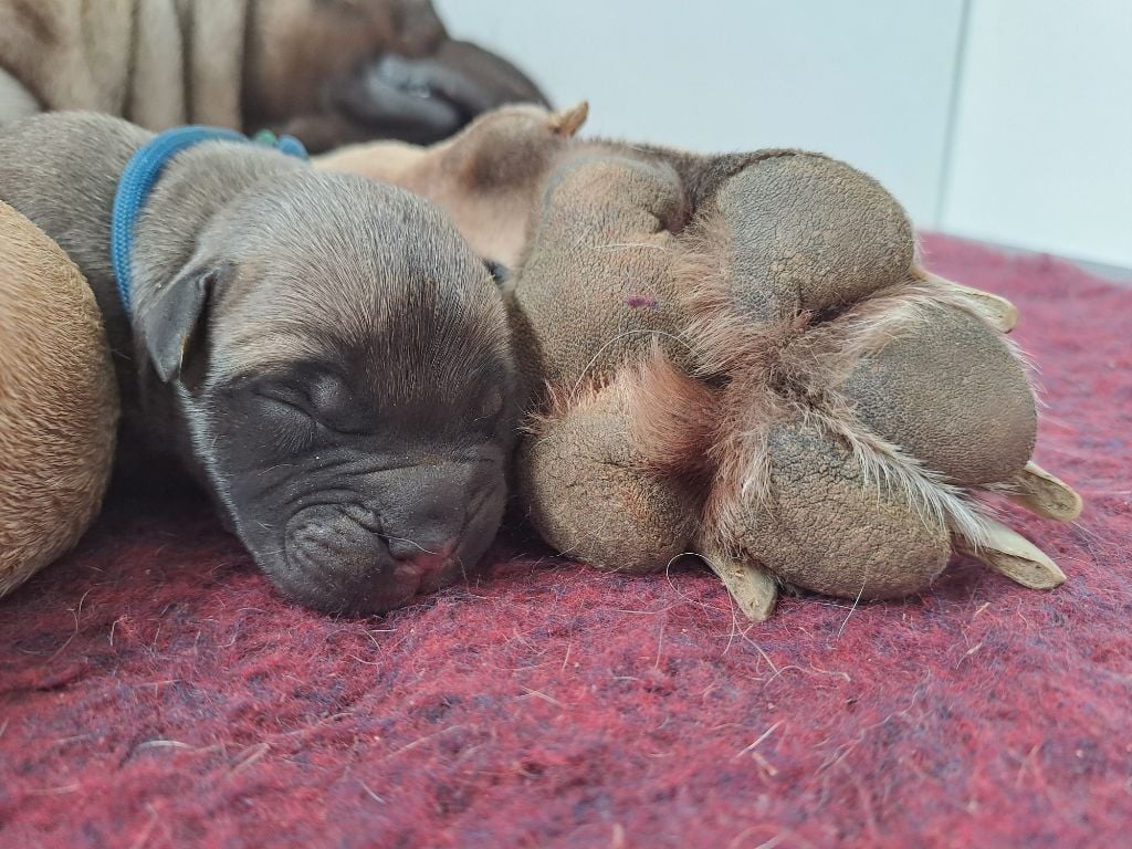 Les bébés sont arrivés 