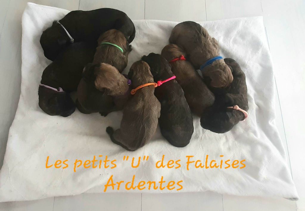 Chiot Bullmastiff Des Falaises Ardentes