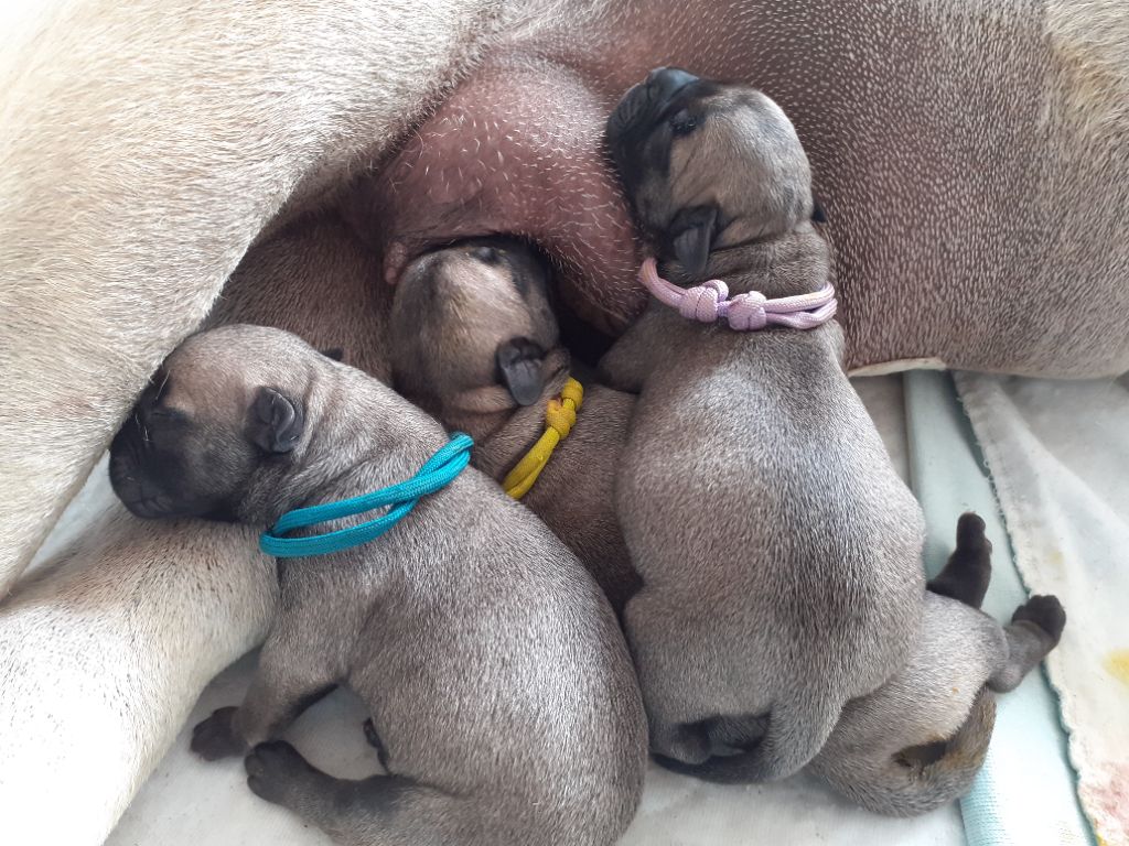 Chiot Bullmastiff Des Falaises Ardentes