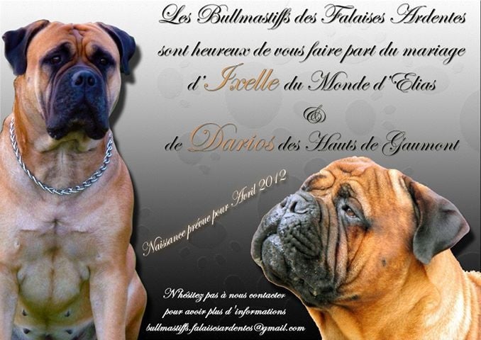 Des Falaises Ardentes - Bullmastiff - Portée née le 17/04/2012