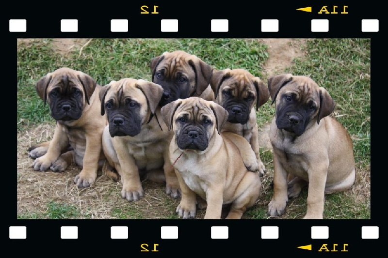 Chiot Bullmastiff Des Falaises Ardentes