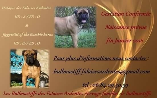 Des Falaises Ardentes - Bullmastiff - Portée née le 30/01/2016