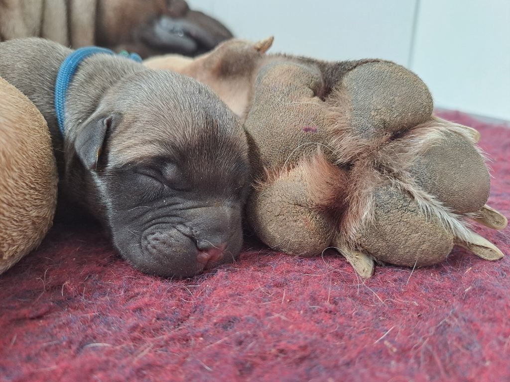 Chiot Bullmastiff Des Falaises Ardentes