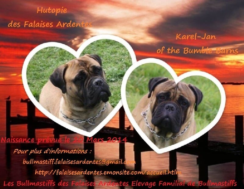 Chiot Bullmastiff Des Falaises Ardentes