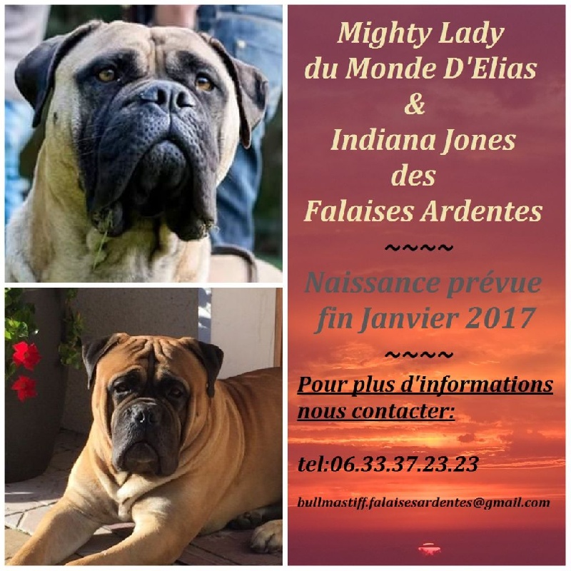 Des Falaises Ardentes - Bullmastiff - Portée née le 27/01/2017