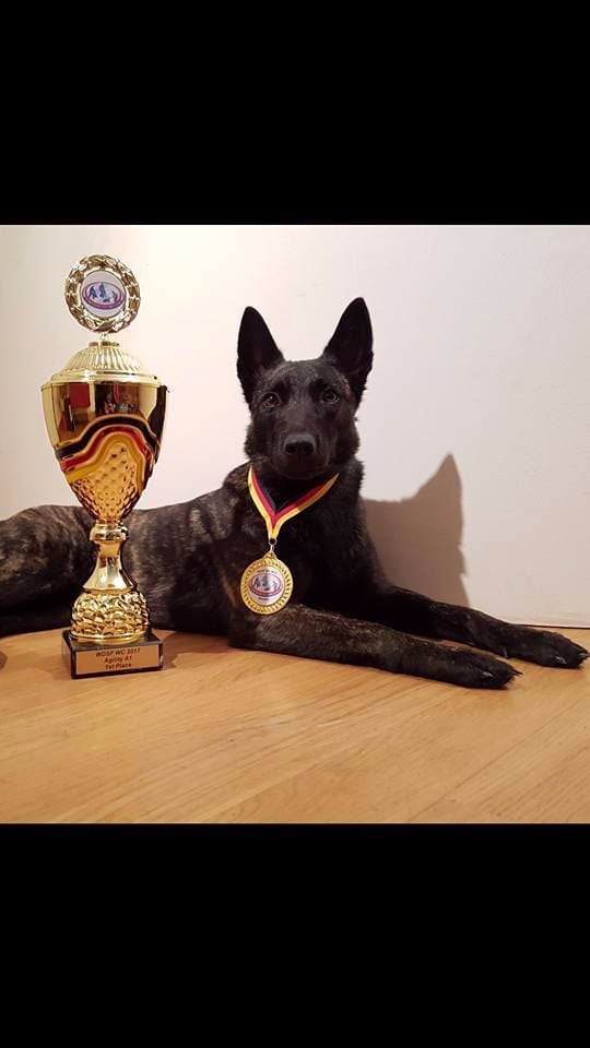 Du Rocher Des Ducs - Championnats du Monde du Berger Hollandais !