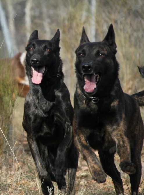 Du Rocher Des Ducs - Bientôt des chiots berger hollandais !!!