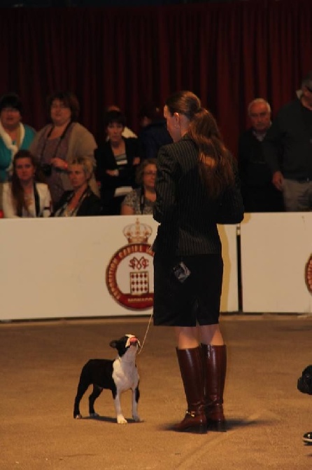 Du Rocher Des Ducs - Quarterback Best In Show Baby 4 !