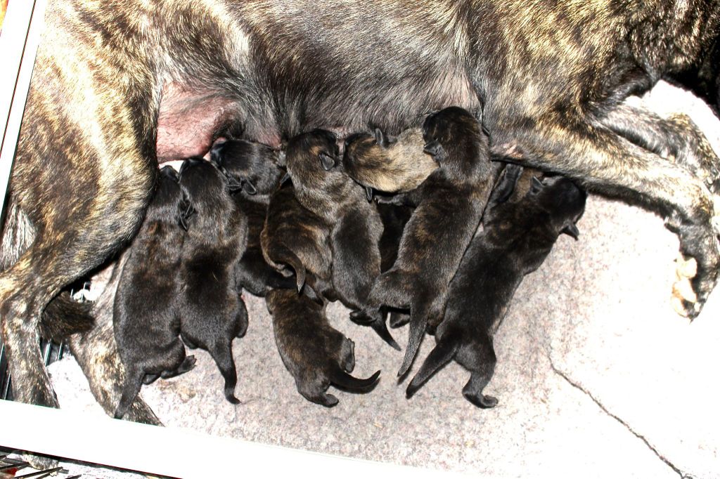 Du Rocher Des Ducs - Les bébés sont là !