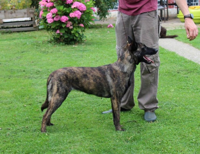 Du Rocher Des Ducs - Jade Meilleur Puppy en Spéciale de Race !