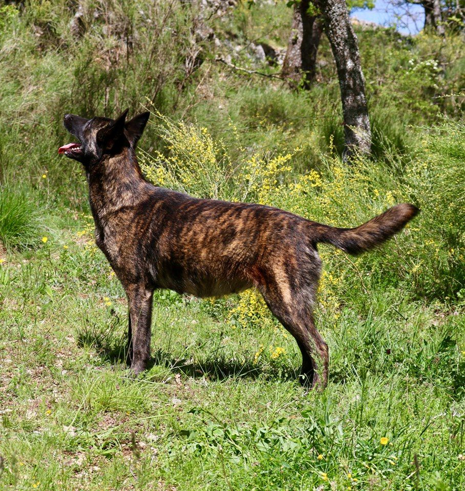 Du Rocher Des Ducs - Des chiots Bergers Hollandais pour mi-Mai ! 