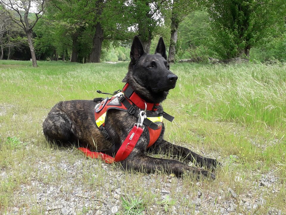 Du Rocher Des Ducs - Sparte Chien de Recherche Sapeurs Pompiers