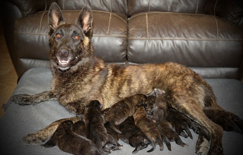 Du Rocher Des Ducs - Les chiots d'Angel et Patrovite sont nés !!