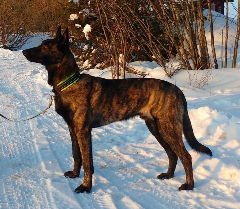 Du Rocher Des Ducs - Nordic Star Meilleur Puppy en Finlande !